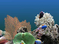 热带鱼水族箱动态屏保v3.3